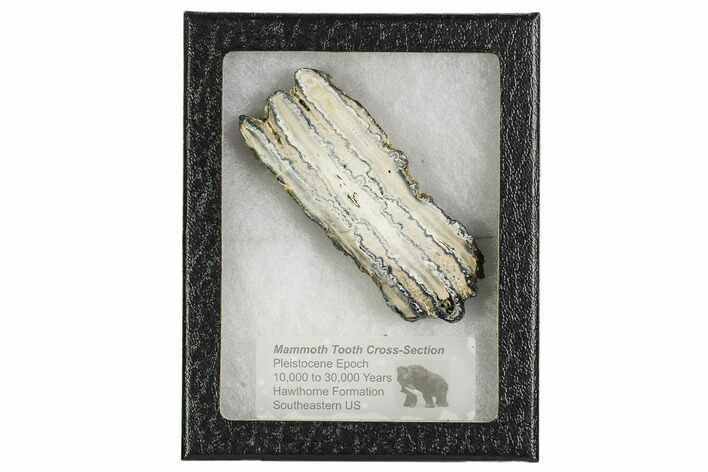 Mammoth Molar Slice With Case - South Carolina #106550
